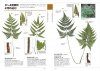 Identification Guide to Japanese Ferns [Japanese]