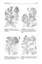 Rothmaler Flora van Nederland: Afbeeldingen van Vaatplanten [Rothmaler Flora of the Netherlands: Images of Vascular Plants]