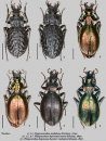 Carabus d'Italia [Carabus Beetles of Italy]