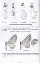 Magyarország Eupitheciini Faunája [The Eupitheciini of Hungary (Lepidoptera: Geometridae)]