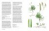 Nova Flora Neerlandica, Volume 1: Lycopodiopsida & Polypodiopsida: Wolfsklauwen, Biesvarens, Paardestaarten en Varens [Clubmosses, Quillworts, Horsetails and Ferns]