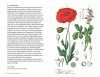 Zakgids Stoepplanten: 104 Stoepplanten Herkennen – Determinatiesleutel en Soortbeschrijvingen [Pocket Guide to Sidewalk Plants: Recognizing 104 Sidewalk Plants – Identification Keys and Species Descriptions]
