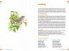  Veldgids Vogels Vergelijken: Herken Soorten die op Elkaar Lijken [Field Guide to Comparing Birds: Recognizing Species that Look Alike]