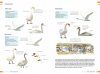  Veldgids Vogels Vergelijken: Herken Soorten die op Elkaar Lijken [Field Guide to Comparing Birds: Recognizing Species that Look Alike]