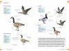  Veldgids Vogels Vergelijken: Herken Soorten die op Elkaar Lijken [Field Guide to Comparing Birds: Recognizing Species that Look Alike]