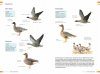  Veldgids Vogels Vergelijken: Herken Soorten die op Elkaar Lijken [Field Guide to Comparing Birds: Recognizing Species that Look Alike]