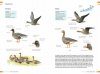  Veldgids Vogels Vergelijken: Herken Soorten die op Elkaar Lijken [Field Guide to Comparing Birds: Recognizing Species that Look Alike]