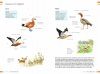  Veldgids Vogels Vergelijken: Herken Soorten die op Elkaar Lijken [Field Guide to Comparing Birds: Recognizing Species that Look Alike]