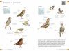  Veldgids Vogels Vergelijken: Herken Soorten die op Elkaar Lijken [Field Guide to Comparing Birds: Recognizing Species that Look Alike]