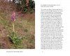 Hyacintorchis: Een Nieuwe Orchidee aan de Noordzee [Hyacintorchis: A New Orchid Species at the North Sea]