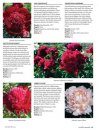 Peonies