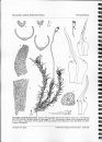 An Illustrated Catalogue of Tasmanian Mosses, Part 3
