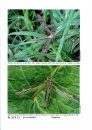 British Craneflies