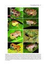 Amphibian Biology, Volume 9, Part 5