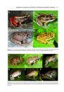 Amphibian Biology, Volume 9, Part 5