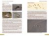 Tracks & Signs of the Birds of Britain and Europe