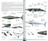 Field Guide to Whales, Dolphins and Porpoises