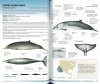 Field Guide to Whales, Dolphins and Porpoises