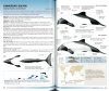 Field Guide to Whales, Dolphins and Porpoises