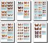 Butterflies of Argentina: Identification Guide / Mariposas de Argentina: Guía de Identificación