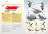 Gulls of Europe, North Africa, and the Middle East