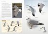 Gulls of Europe, North Africa, and the Middle East