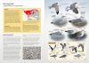 Gulls of Europe, North Africa, and the Middle East