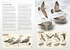 Gulls of Europe, North Africa, and the Middle East