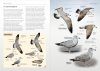 Gulls of Europe, North Africa, and the Middle East