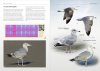 Gulls of Europe, North Africa, and the Middle East