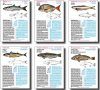 Fishes of Argentina: Marine Waters / Peces de Argentina: Aguas Marinas