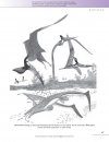 The Princeton Field Guide to Pterosaurs