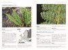 Les Fougères et Plantes Alliées d'Europe [Ferns and Allied Plants of Europe]