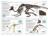 DK Handbook: Dinosaurs and Other Prehistoric Life