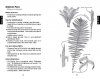 Identifying Ferns the Easy Way