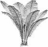 Identifying Ferns the Easy Way