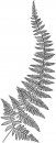 Identifying Ferns the Easy Way