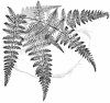 Identifying Ferns the Easy Way
