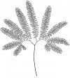 Identifying Ferns the Easy Way