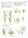 Illustrated Flora of Taiwan, Volume 3: Gramineae-Stellariaceae [Chinese]