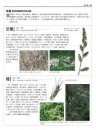 Illustrated Flora of Taiwan, Volume 3: Gramineae-Stellariaceae [Chinese]