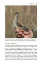 The Wryneck