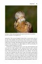 The Wryneck