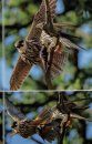 The Eurasian Hobby