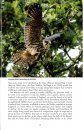 The Eurasian Hobby