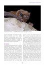Les Chauves-Souris de France, Belgique, Luxembourg & Suisse [Bats of France, Belgium, Luxembourg and Switzerland]