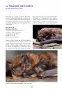 Les Chauves-Souris de France, Belgique, Luxembourg & Suisse [Bats of France, Belgium, Luxembourg and Switzerland]