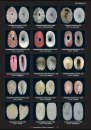 Compendium of Marine Gastropods