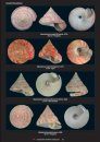 Compendium of Marine Gastropods