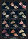 Compendium of Marine Gastropods